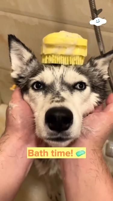 Brosse à shampooing pour animaux de compagnie PawsScrub
