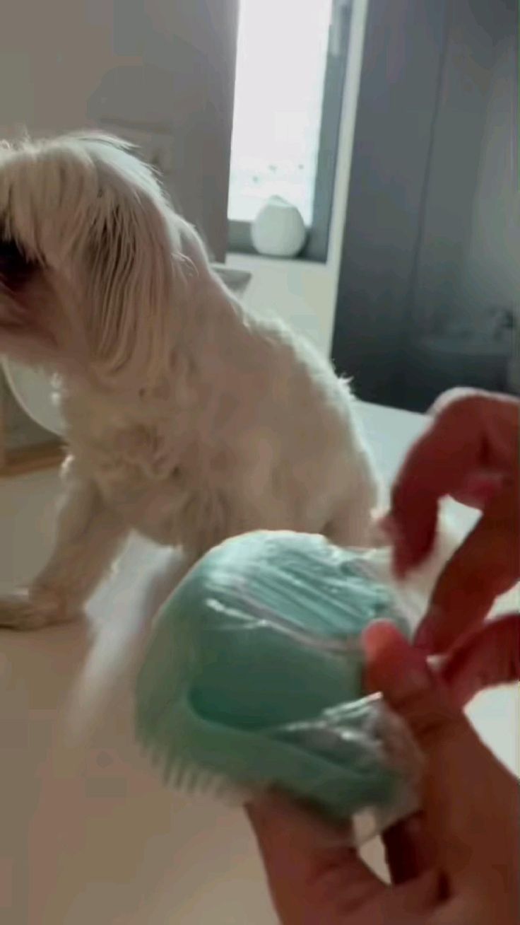 Brosse à shampooing pour animaux de compagnie PawsScrub