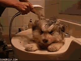 GloveSpa - Luva de Banho et Limpeza para Cães e Gatos