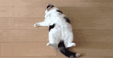 Nido de peluche para gatos y perros: comodidad y suavidad - ENVÍO GRATIS 