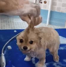 GloveSpa - Luva de Banho et Limpeza para Cães e Gatos